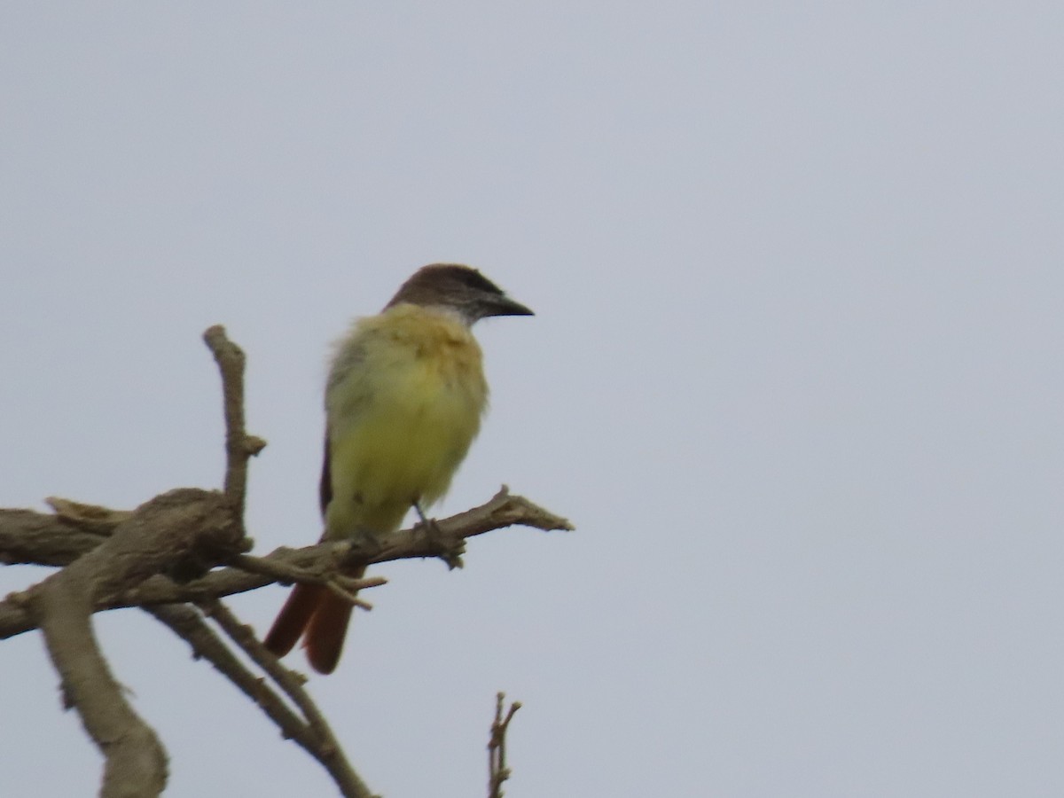 Baird's Flycatcher - ML620371337