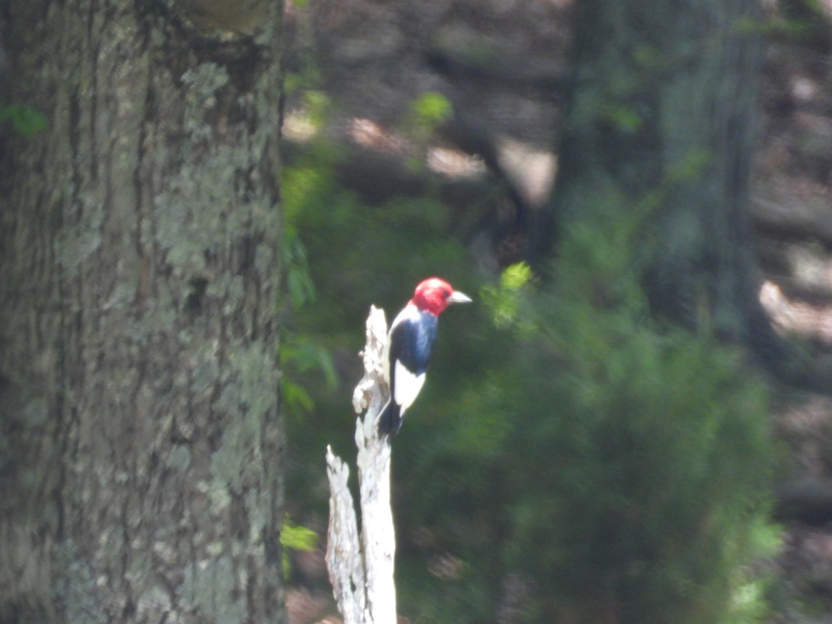 Red-headed Woodpecker - ML620371344