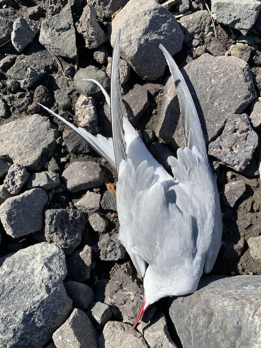 Arctic Tern - ML620371348