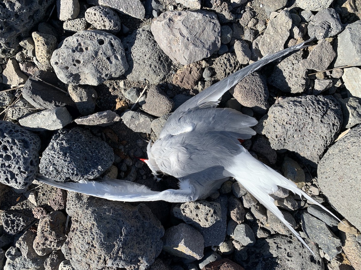 Arctic Tern - ML620371350