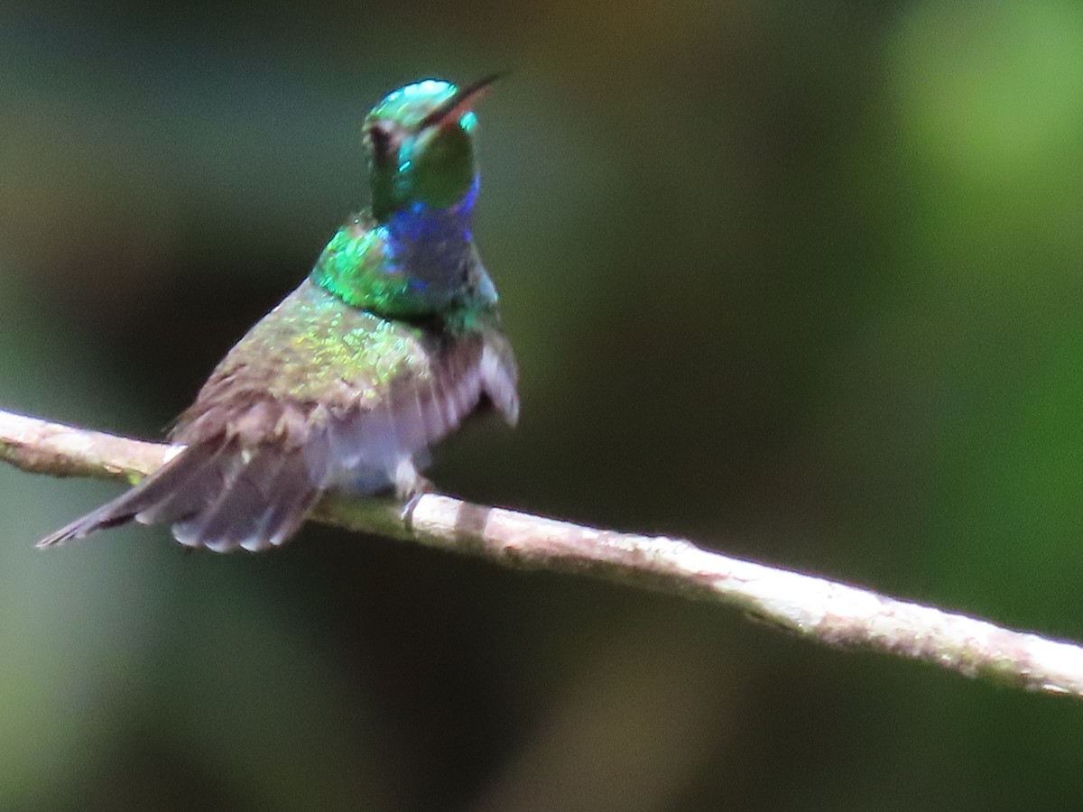 Blue-chested Hummingbird - ML620371353