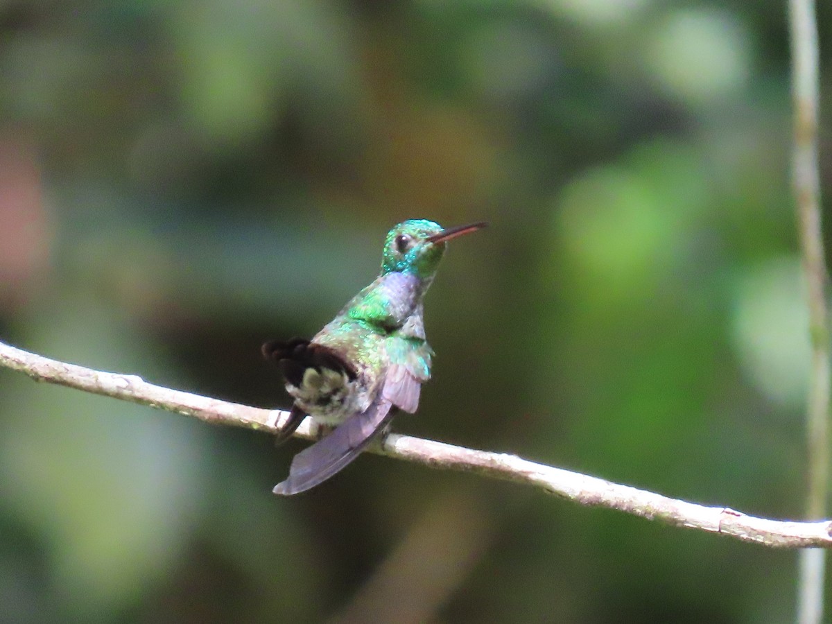 Blue-chested Hummingbird - Jeff  Witters