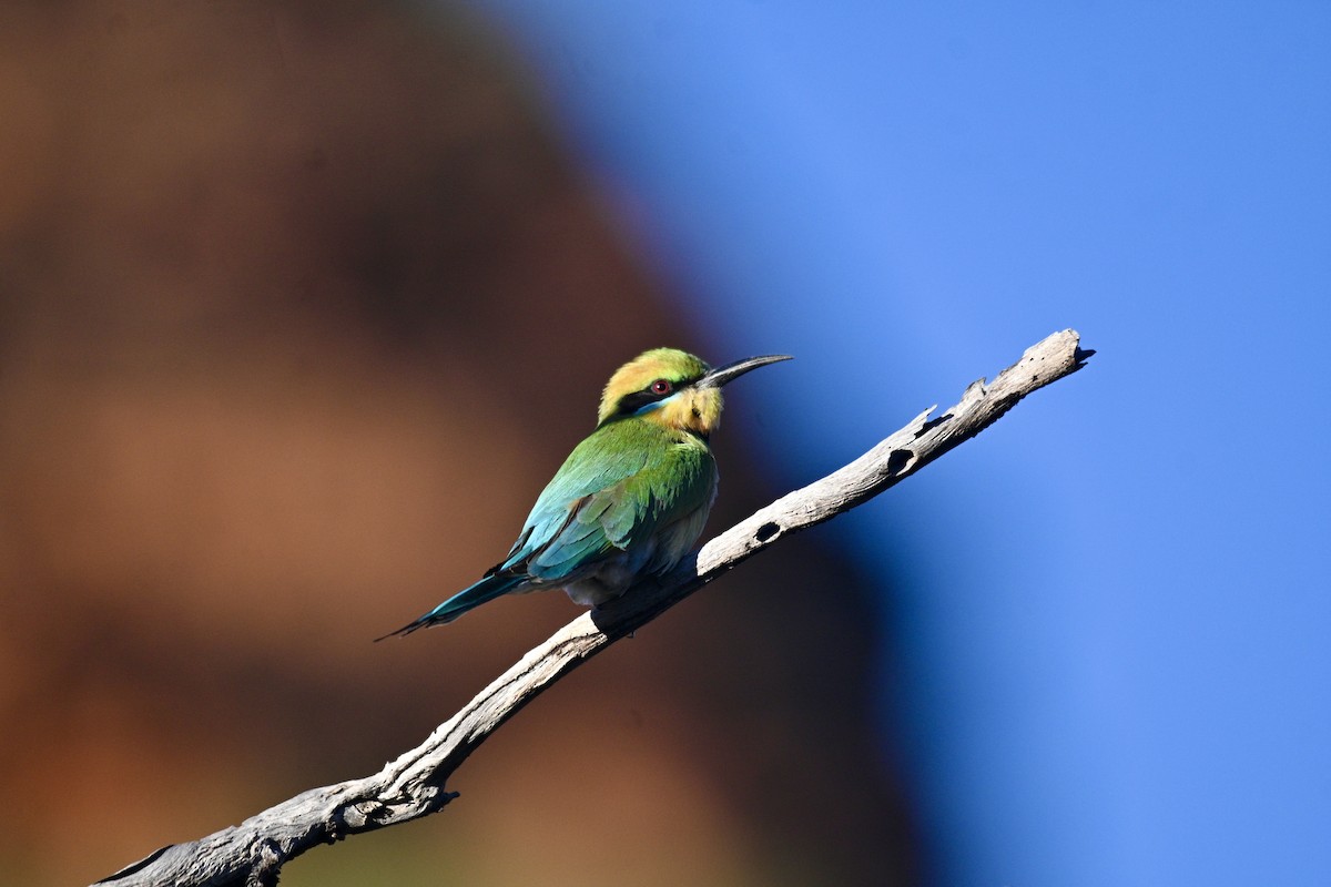 Rainbow Bee-eater - Loz88 Woz