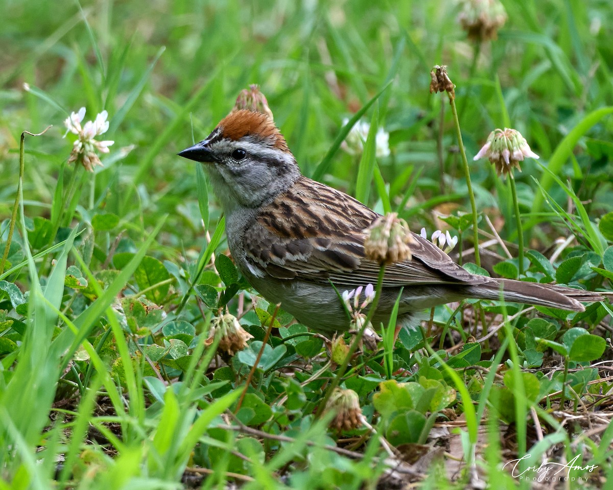 Chipping Sparrow - Corby Amos