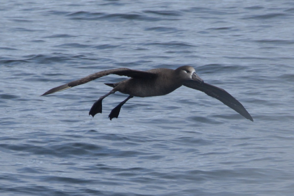 Albatros à pieds noirs - ML620371367