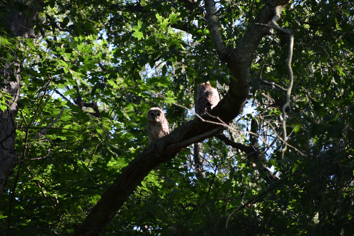 Barred Owl - ML620371372