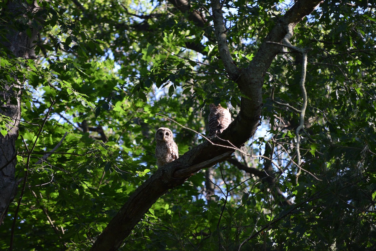 Barred Owl - ML620371373