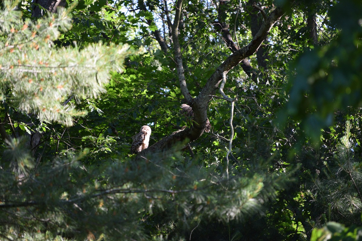 Barred Owl - ML620371375