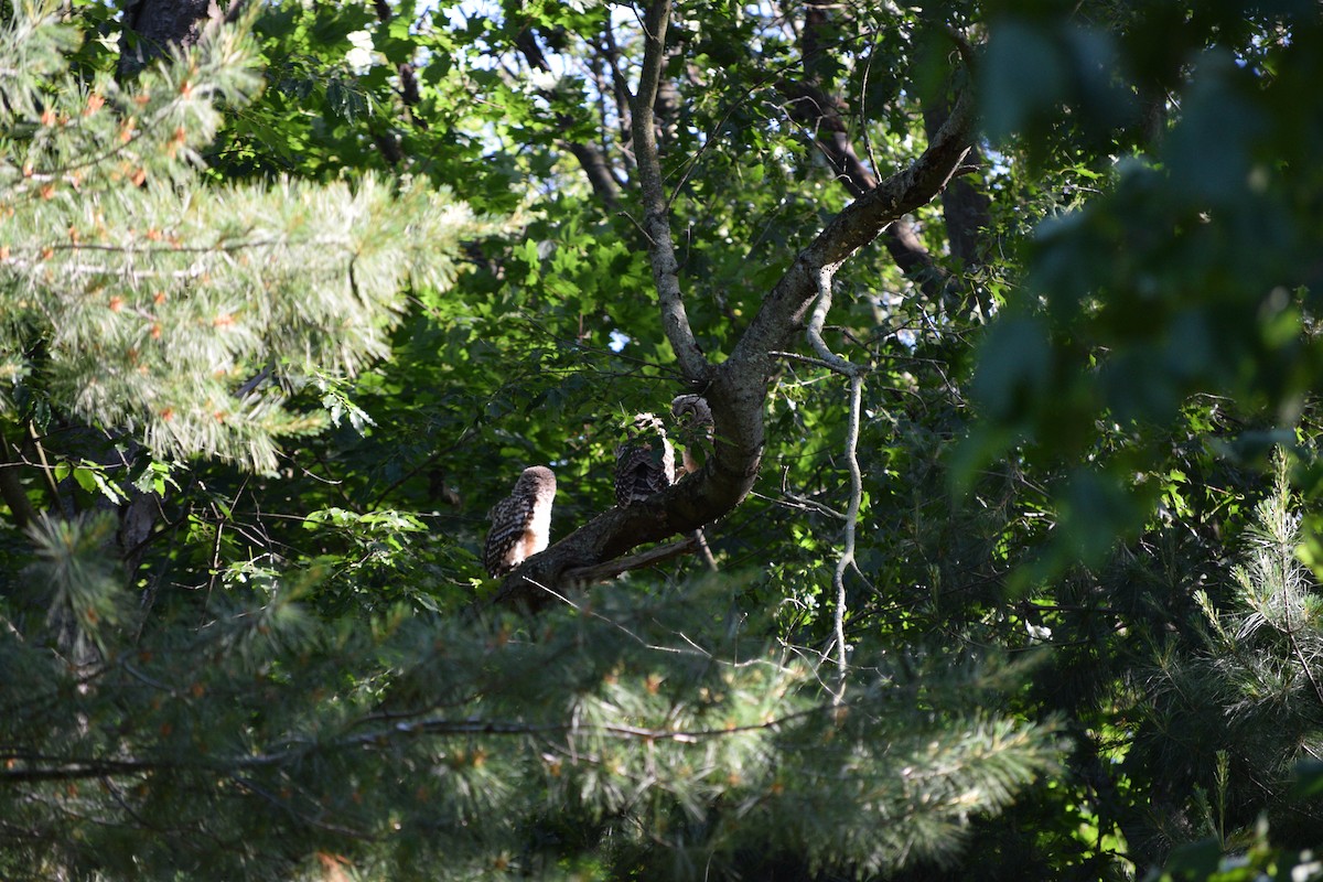 Barred Owl - ML620371376