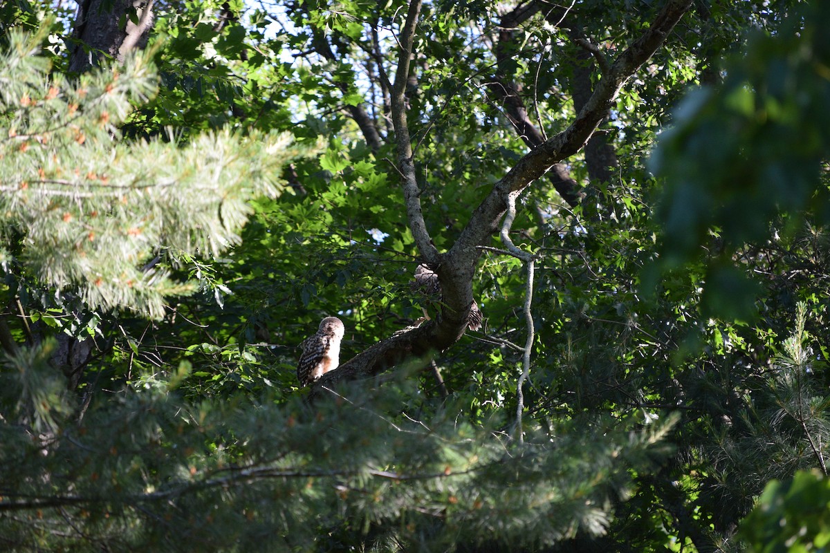 Barred Owl - ML620371377