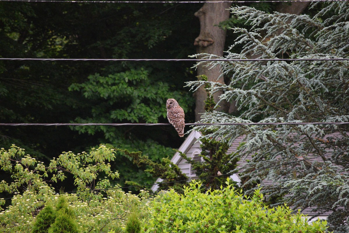 Barred Owl - ML620371378