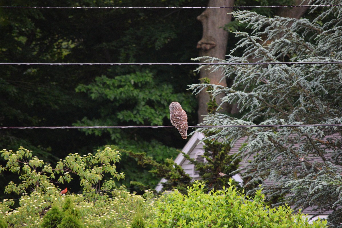 Barred Owl - ML620371379