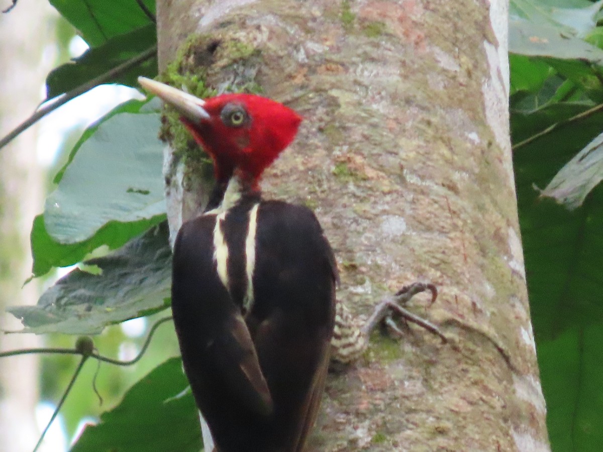 Pale-billed Woodpecker - Jeff  Witters