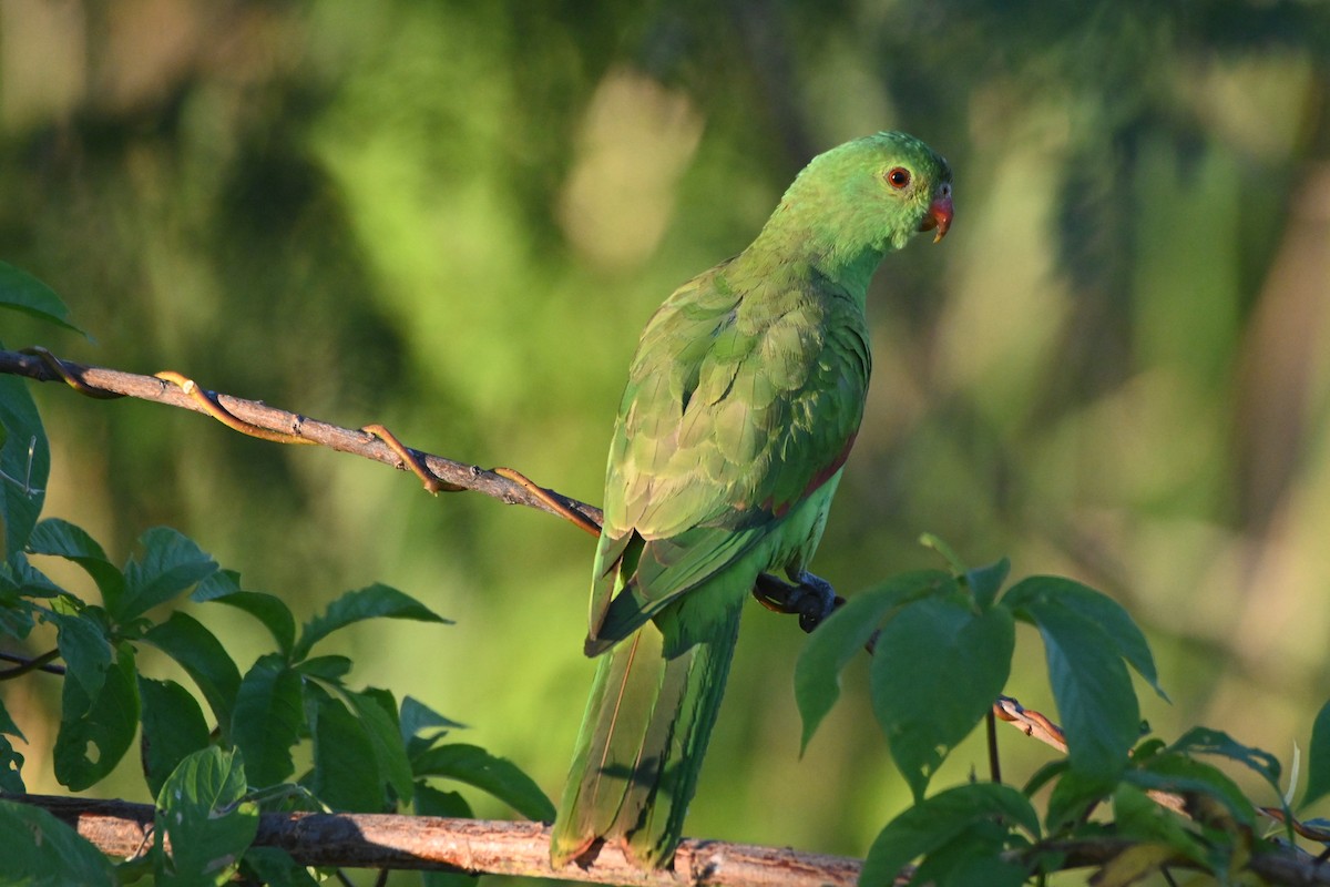 Red-winged Parrot - ML620371394