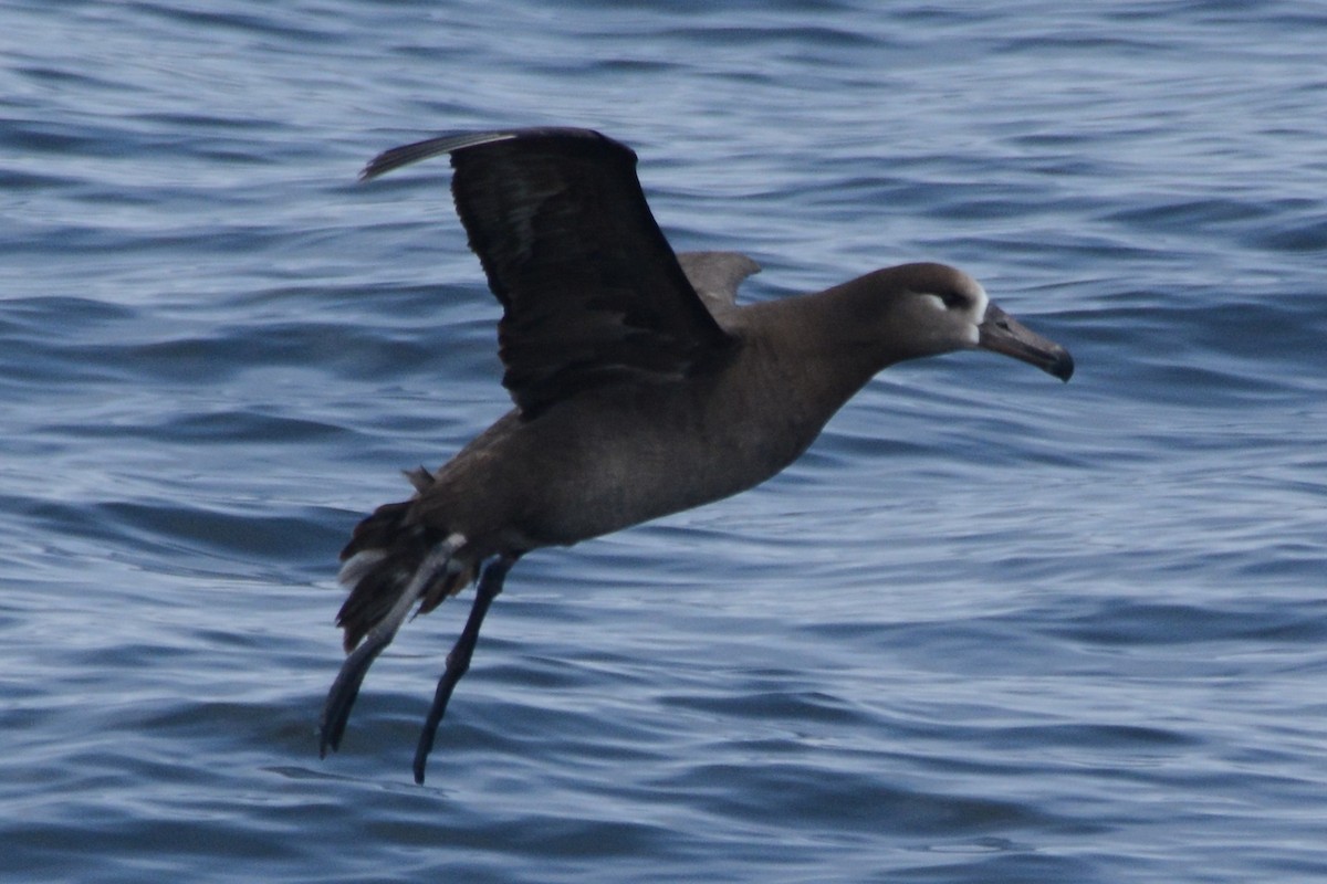 Albatros à pieds noirs - ML620371407