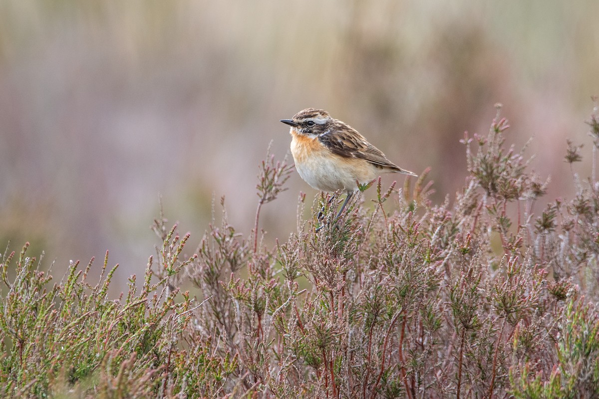 Whinchat - ML620371412