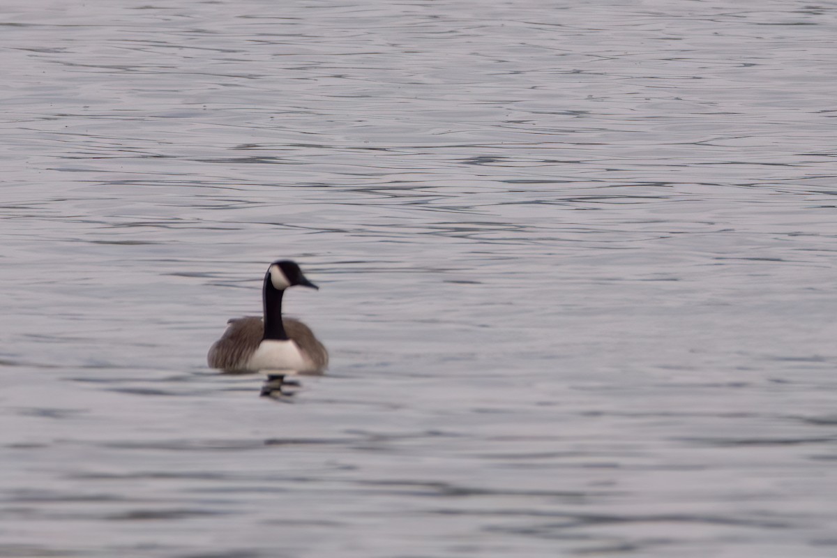 Canada Goose - ML620371420