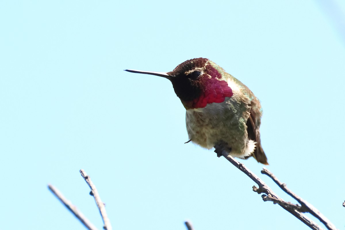 rødmaskekolibri - ML620371424