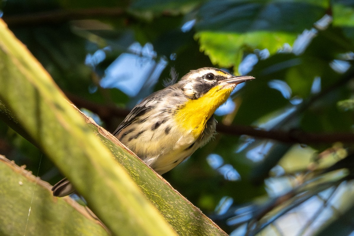 Yellow-throated Warbler - ML620371428