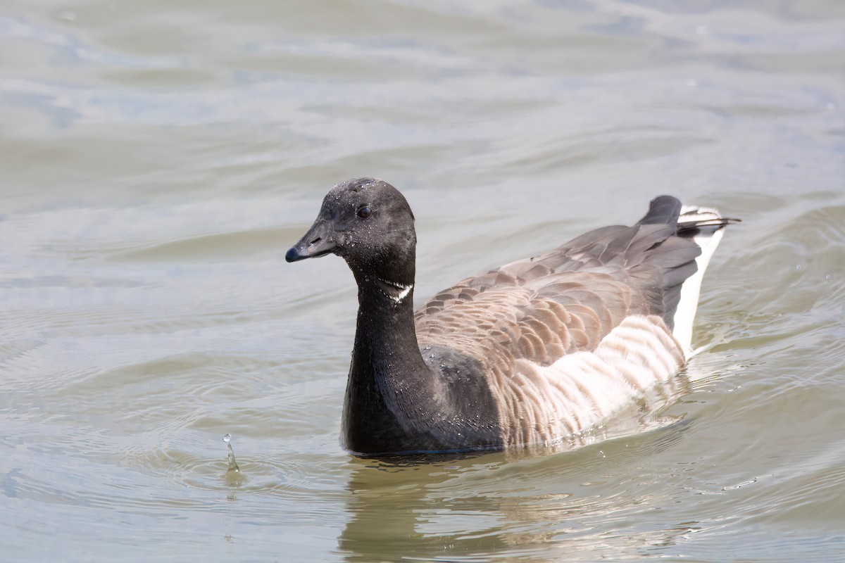 Brant - ML620371434