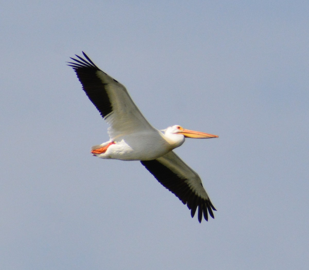 pelikán severoamerický - ML620371475