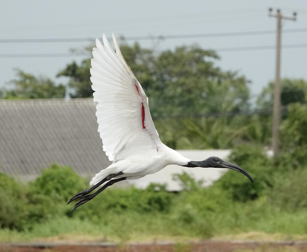 ibis černohlavý - ML620371485