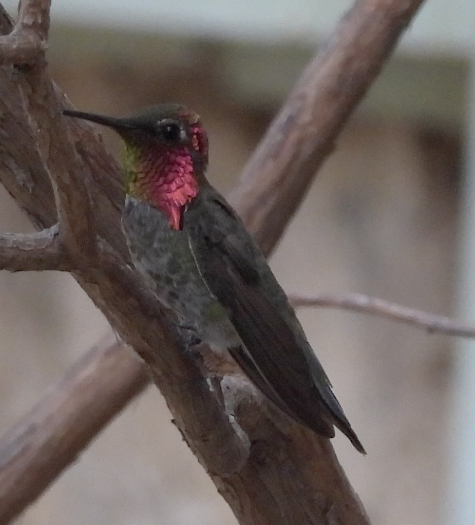 Anna's Hummingbird - ML620371513