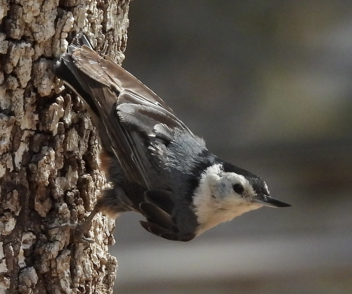 White-breasted Nuthatch - ML620371517