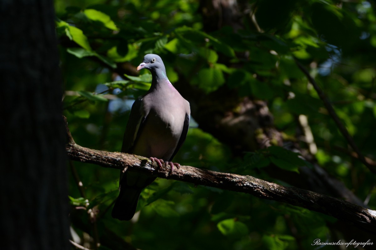 Common Wood-Pigeon - ML620371528