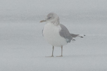 Common Gull (European) - ML620371539