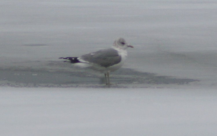 racek bouřní (ssp. canus) - ML620371540