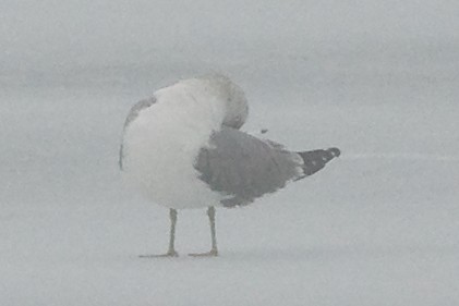 Common Gull (European) - ML620371542