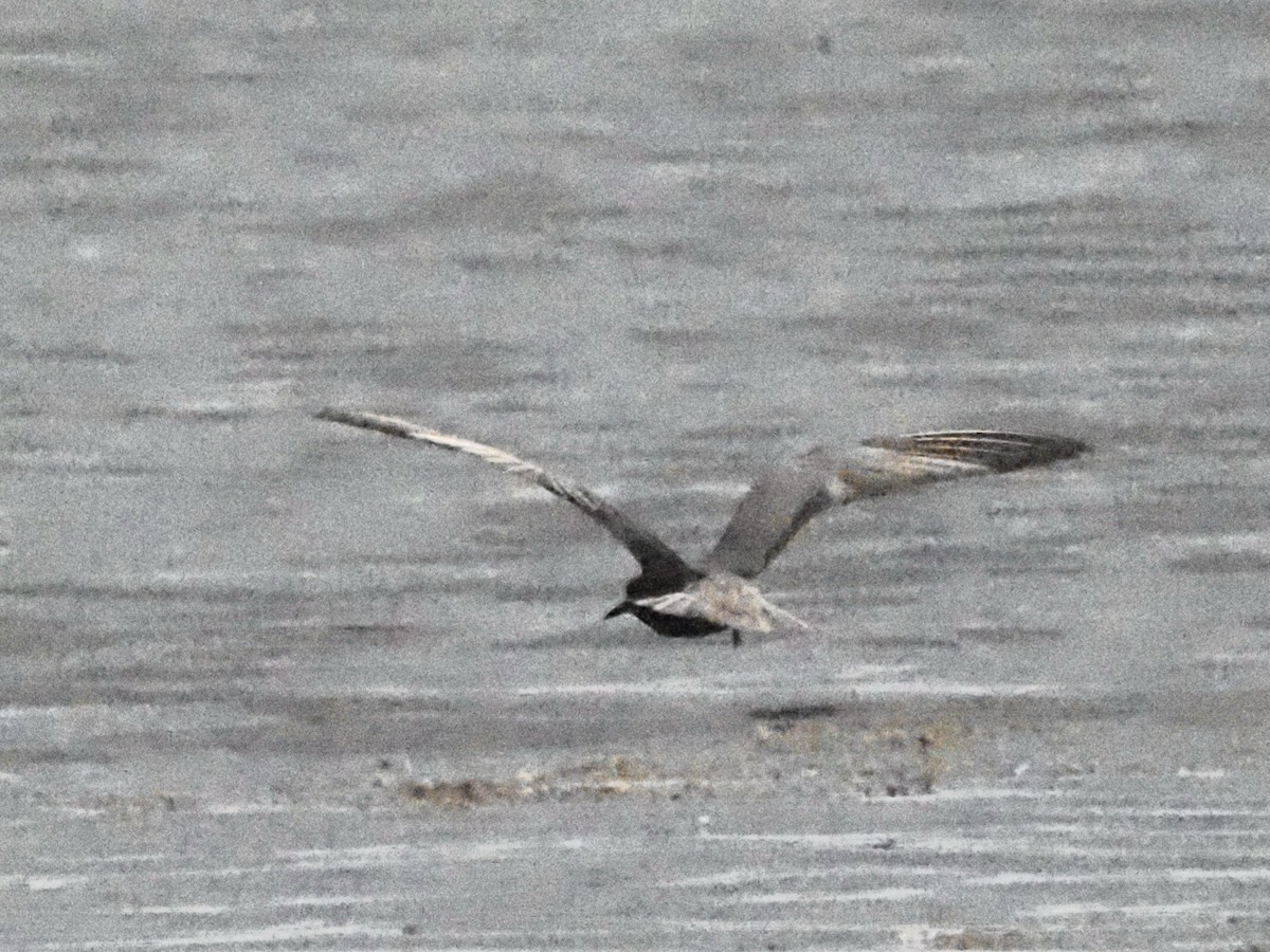 Black Tern - ML620371547