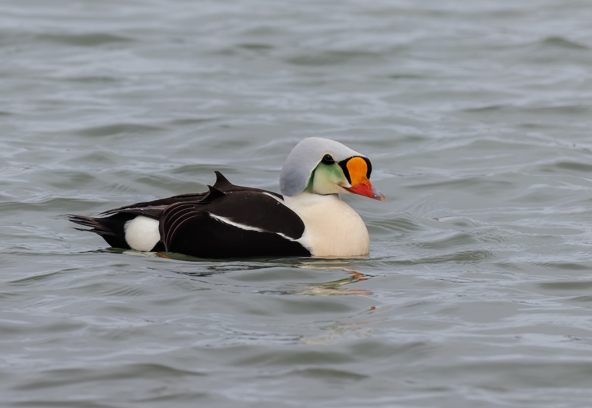 King Eider - ML620371549