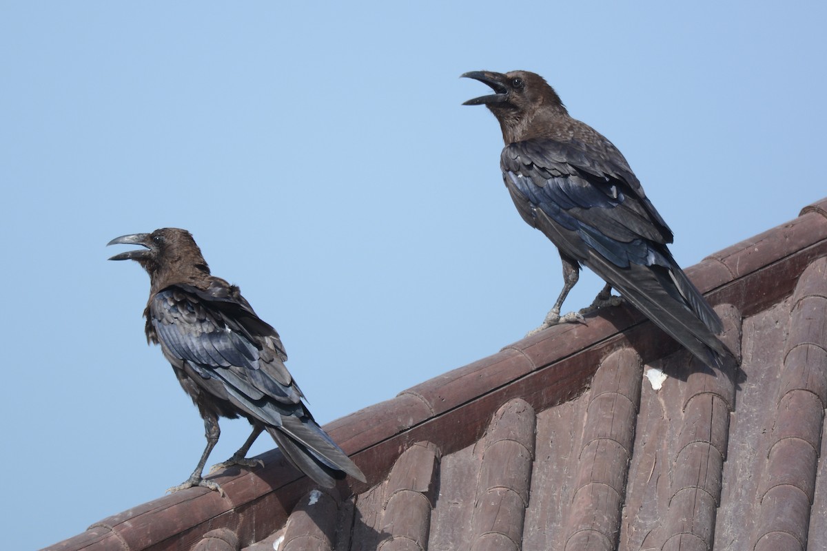 Brown-necked Raven - Behnam  Molkaraee