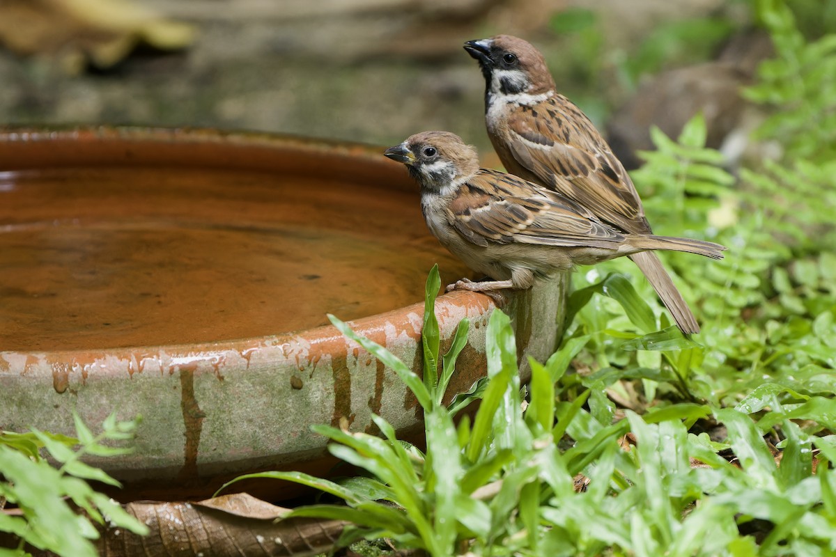 Eurasian Tree Sparrow - ML620371561