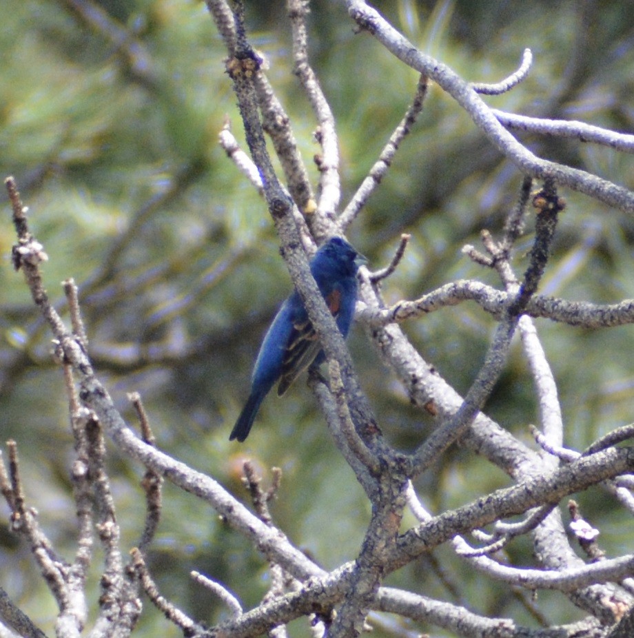 Guiraca bleu - ML620371566