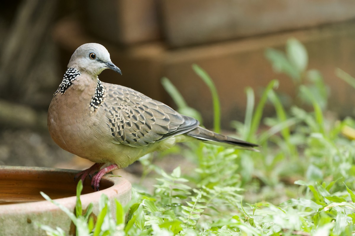 Spotted Dove (Eastern) - ML620371567