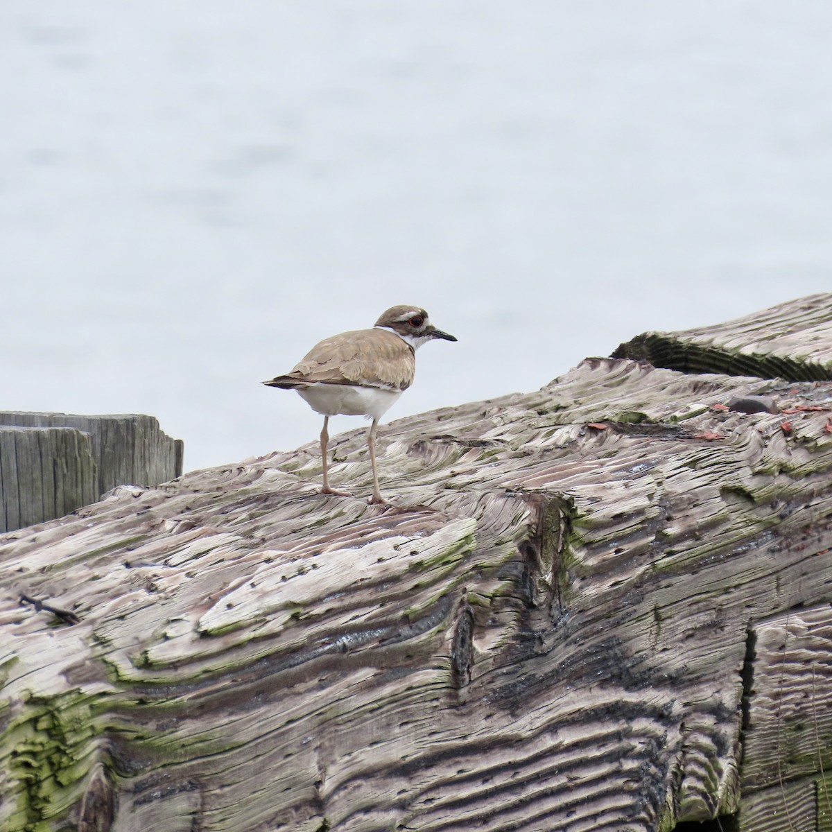 Killdeer - ML620371569