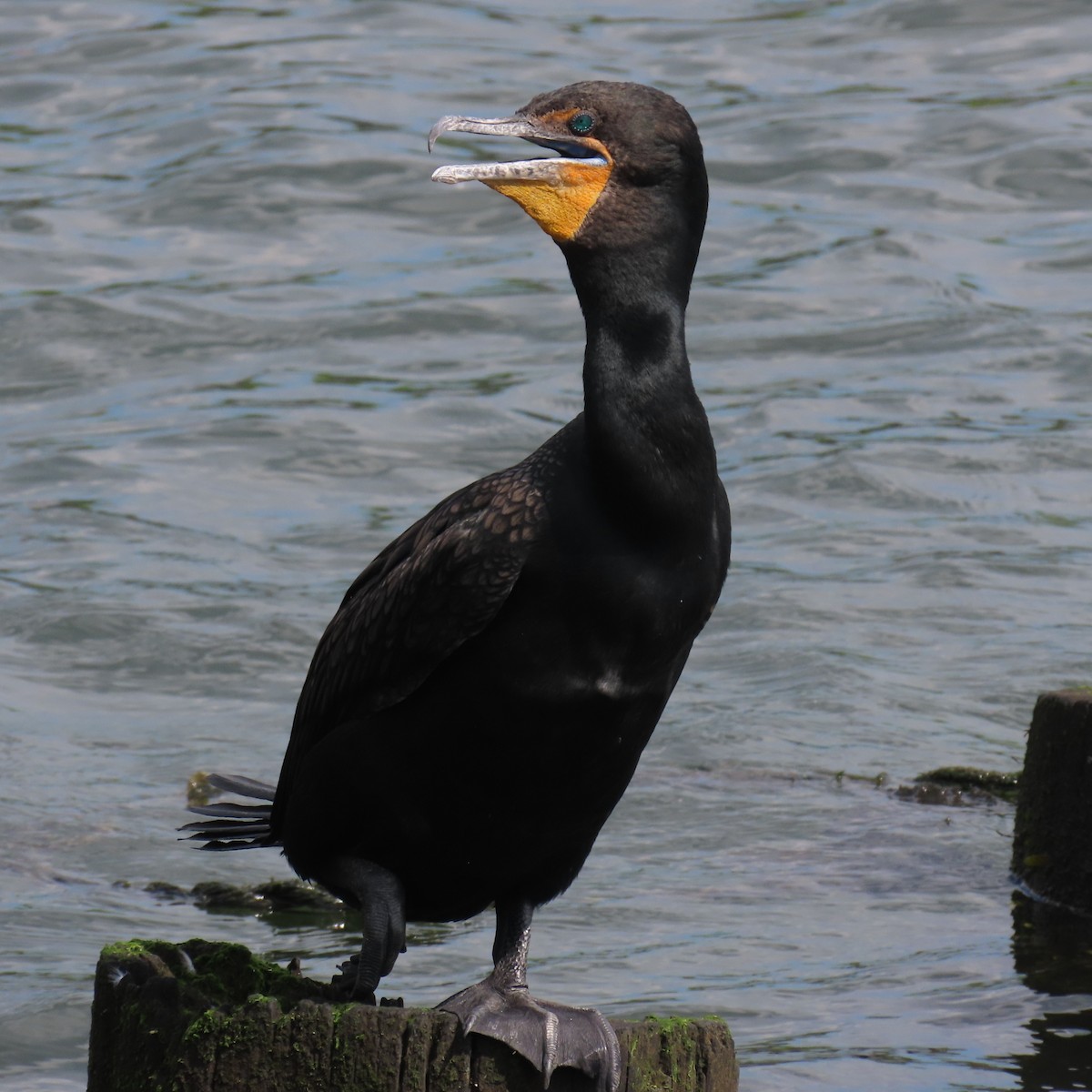 Cormoran à aigrettes - ML620371575