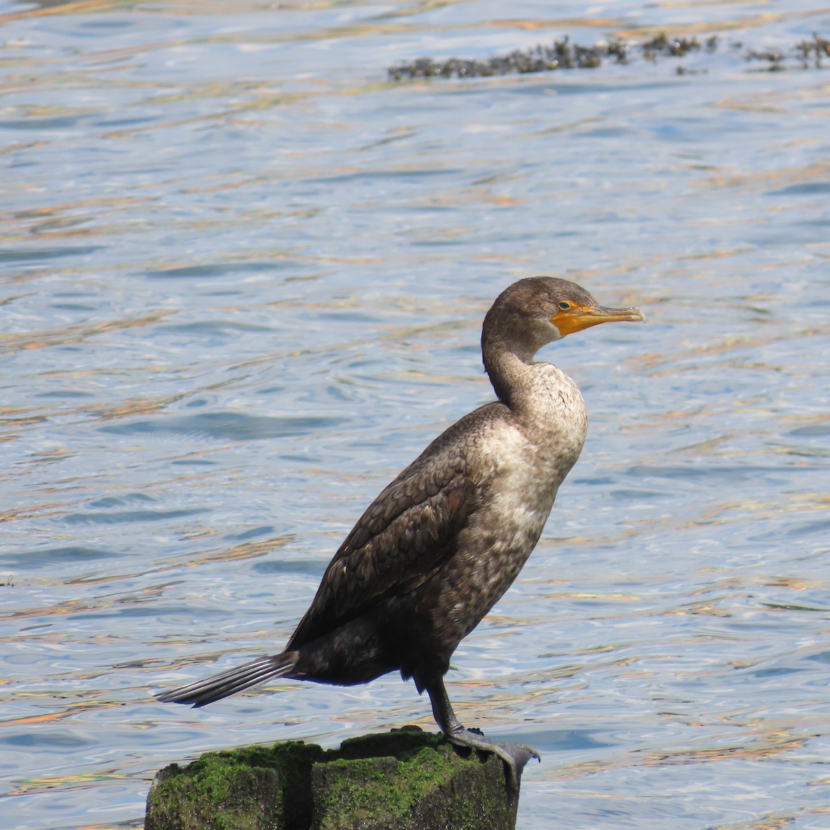 Double-crested Cormorant - ML620371576