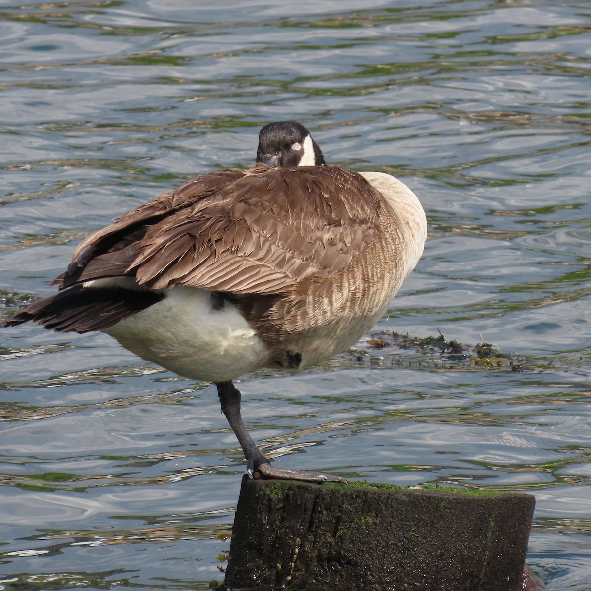 Canada Goose - ML620371577