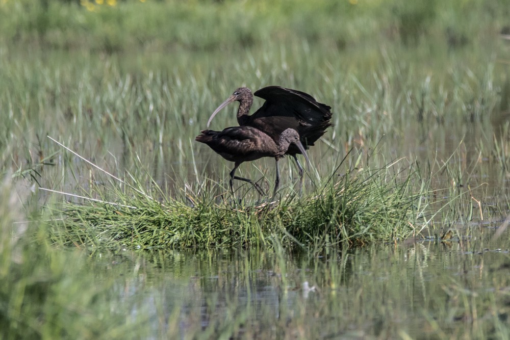 Glossy Ibis - ML620371579