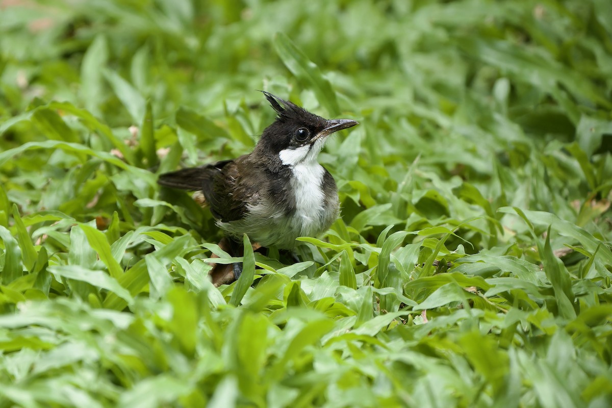 bulbul červenouchý - ML620371595