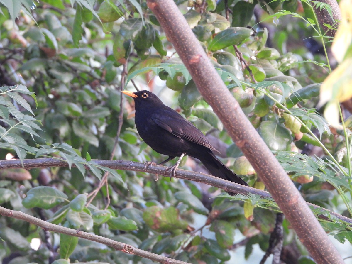 Eurasian Blackbird - ML620371602