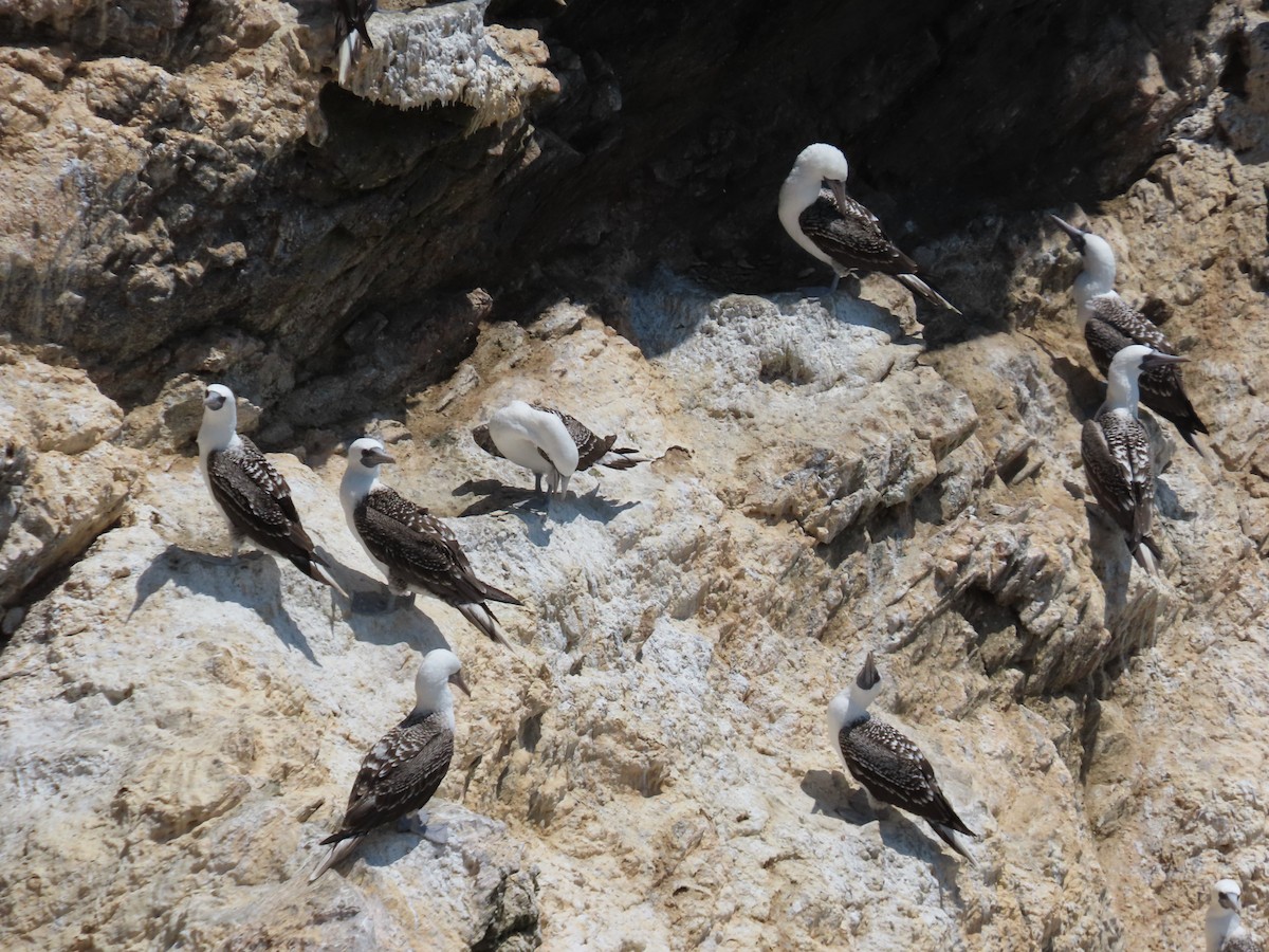 Peruvian Booby - ML620371605