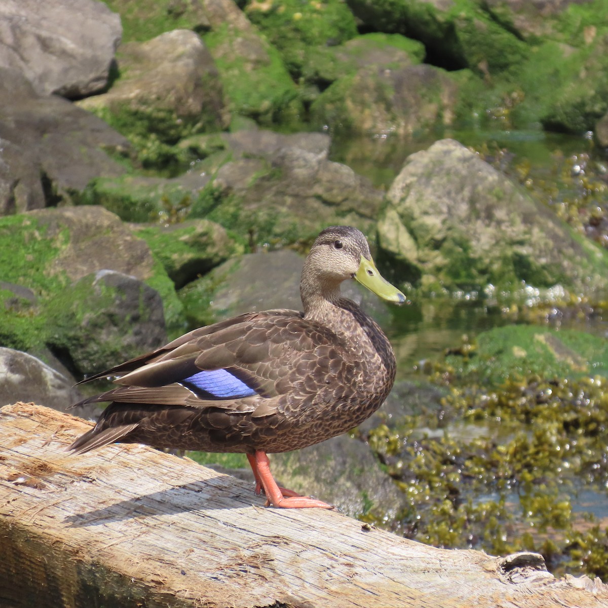 Mallard x American Black Duck (hybrid) - ML620371608