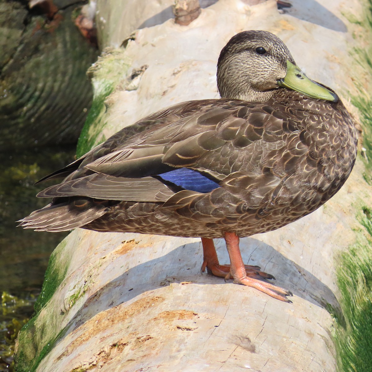 American Black Duck - ML620371611