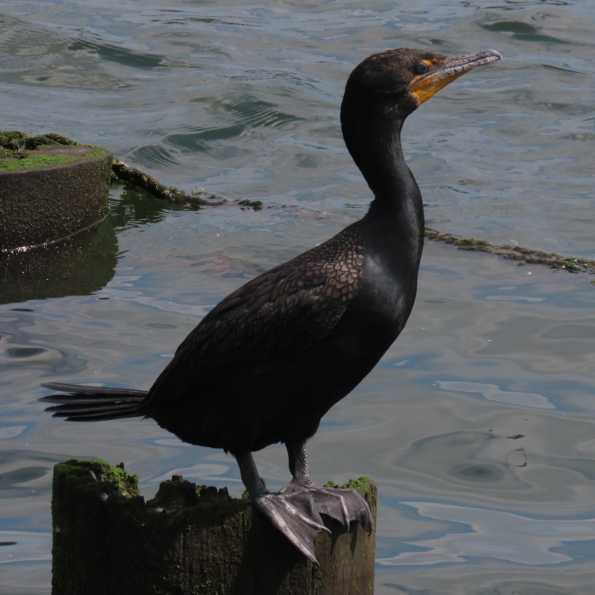 Cormorán Orejudo - ML620371614