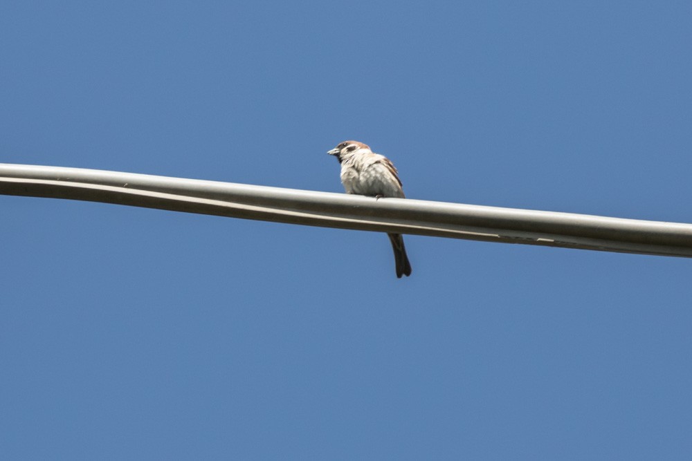 Eurasian Tree Sparrow - ML620371615